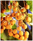 Drachenaugenfrucht (Drachenaugenfrucht, Dragonfruit)